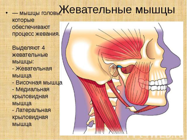 Жевательные мышцы — мышцы головы, которые обеспечивают процесс жевания. Выделяют 4 жевательные мышцы: - Жевательная мышца - Височная мышца - Медиальная крыловидная мышца - Латеральная крыловидная мышца