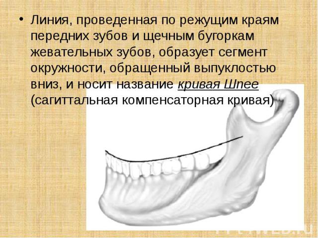 . Линия, проведенная по режущим краям передних зубов и щечным бугоркам жевательных зубов, образует сегмент окружности, обращенный выпуклостью вниз, и носит название кривая Шпее (сагиттальная компенсаторная кривая)