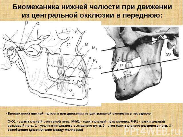 Биомеханика нижней челюсти при движении из центральной окклюзии в переднюю: Биомеханика нижней челюсти при движении из центральной окклюзии в переднюю: О-О1 - сагиттальный суставной путь, M-M1 - сагиттальный путь моляра, Р-Р1 - сагиттальный резцовый…