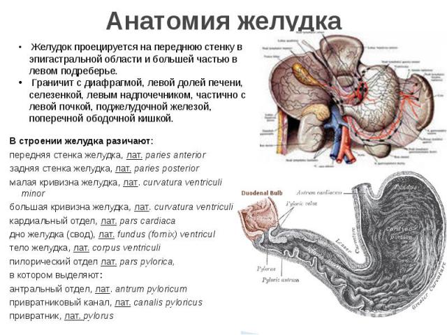 Анатомия желудкаВ строении желудка разичают:передняя стенка желудка, лат. paries anteriorзадняя стенка желудка, лат. paries posteriorмалая кривизна желудка, лат. curvatura ventriculi minorбольшая кривизна желудка, лат. curvatura …