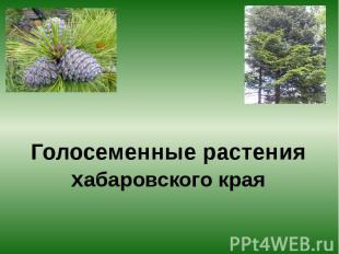 Голосеменные растения хабаровского края