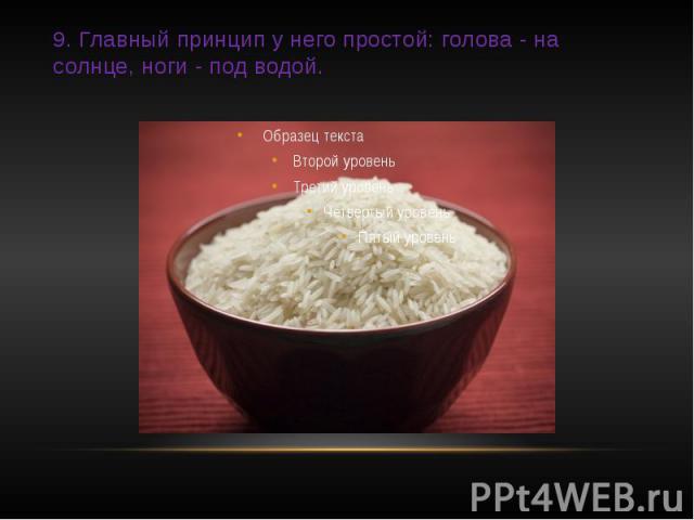 9. Главный принцип у него простой: голова - на солнце, ноги - под водой.