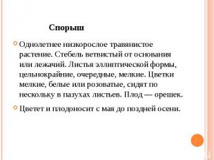 Спорыш Однолетнее низкорослое травянистое растение. Стебель ветвистый от основан