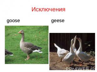 goose goose