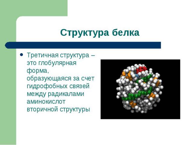 Третичная структура – это глобулярная форма, образующаяся за счет гидрофобных связей между радикалами аминокислот вторичной структуры Третичная структура – это глобулярная форма, образующаяся за счет гидрофобных связей между радикалами аминокислот в…