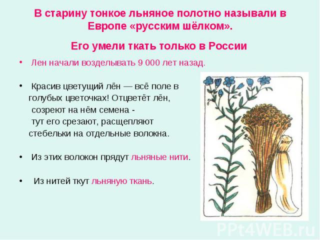 В старину тонкое льняное полотно называли в Европе «русским шёлком». Его умели ткать только в России Лен начали возделывать 9 000 лет назад. Красив цветущий лён — всё поле в голубых цветочках! Отцветёт лён, созреют на нём семена - тут его срезают, р…