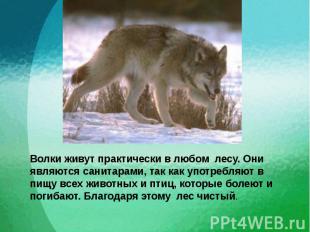 Волки живут практически в любом лесу. Они являются санитарами, так как употребля