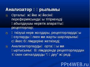 Анализатор құрылымы Анализатор құрылымы Орталық жүйке жүйесінің перефериясындағы