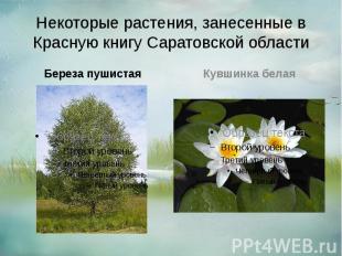 Некоторые растения, занесенные в Красную книгу Саратовской области Береза пушист