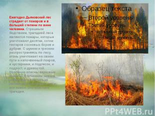 Ежегодно Дьяковский лес страдает от пожаров и в большей степени по вине человека