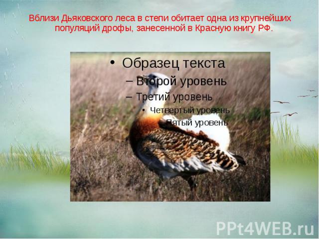 Вблизи Дьяковского леса в степи обитает одна из крупнейших популяций дрофы, занесенной в Красную книгу РФ.