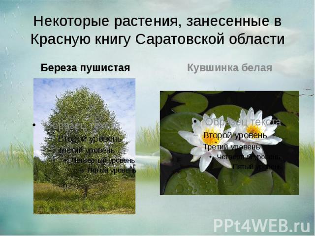 Некоторые растения, занесенные в Красную книгу Саратовской области Береза пушистая