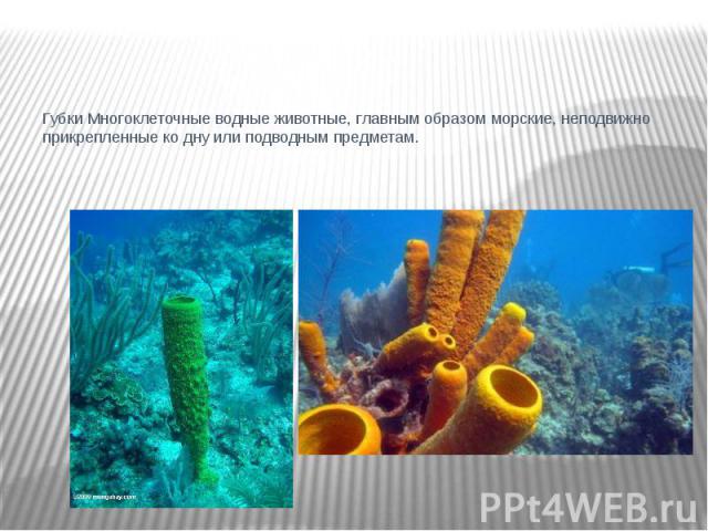 Губки Многоклеточные водные животные, главным образом морские, неподвижно прикрепленные ко дну или подводным предметам.