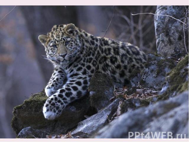 By the way, today anyone can observe the life of leopards in the wild: the park is a unique series of shooting these animals. By the way, today anyone can observe the life of leopards in the wild: the park is a unique series of shooting these animal…