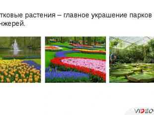Цветковые растения – главное украшение парков и оранжерей.