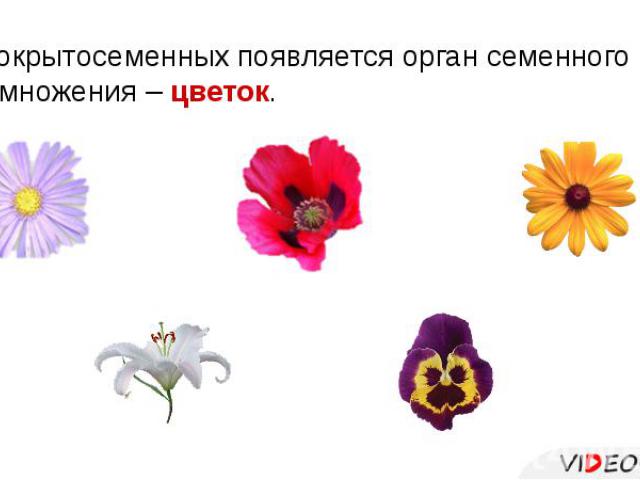 У покрытосеменных появляется орган семенного размножения – цветок.