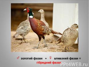 ♂ золотий фазан + ♀ алмазний фазан = гібридний фазан