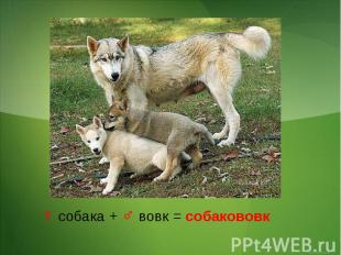 ♀ собака + ♂ вовк = собакововк