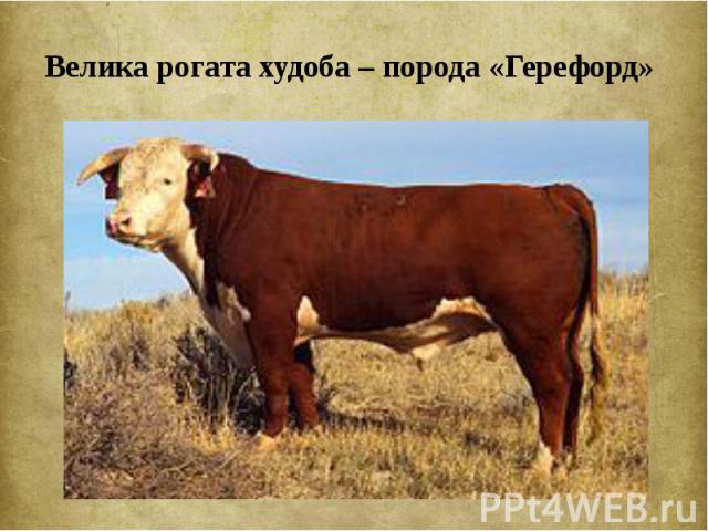Велика рогата худоба – порода «Герефорд»