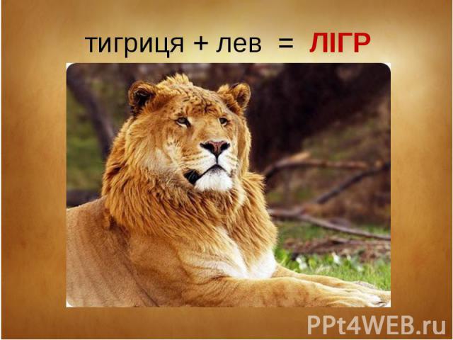 тигриця + лев = ЛІГР