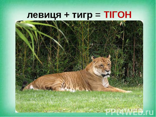 левиця + тигр = ТІГОН