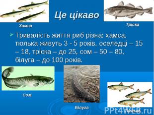 Тривалість життя риб різна: хамса, тюлька живуть 3 - 5 років, оселедці – 15 – 18