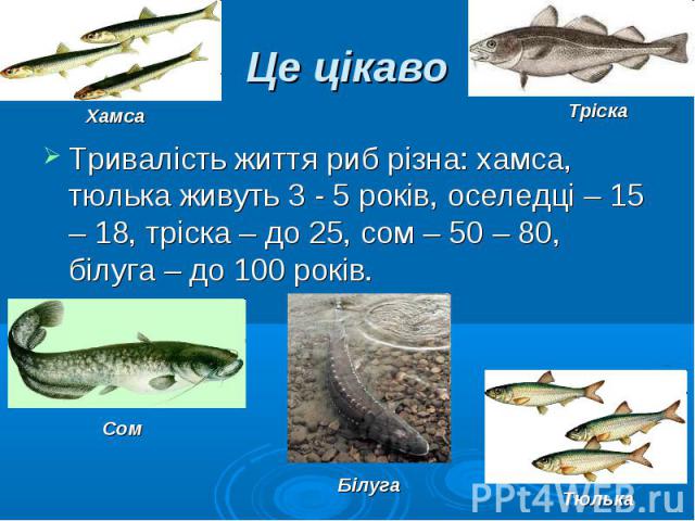 Тривалість життя риб різна: хамса, тюлька живуть 3 - 5 років, оселедці – 15 – 18, тріска – до 25, сом – 50 – 80, білуга – до 100 років. Тривалість життя риб різна: хамса, тюлька живуть 3 - 5 років, оселедці – 15 – 18, тріска – до 25, сом – 50 – 80, …