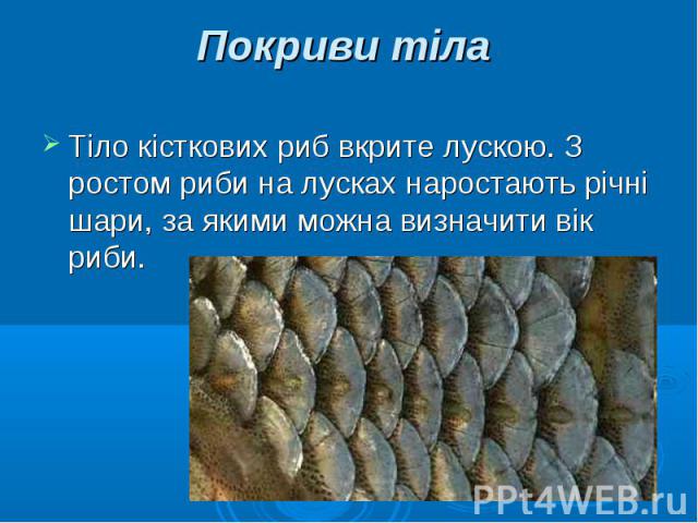 Тіло кісткових риб вкрите лускою. З ростом риби на лусках наростають річні шари, за якими можна визначити вік риби. Тіло кісткових риб вкрите лускою. З ростом риби на лусках наростають річні шари, за якими можна визначити вік риби.