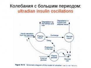 Колебания с большим периодом: ultradian insulin oscillations