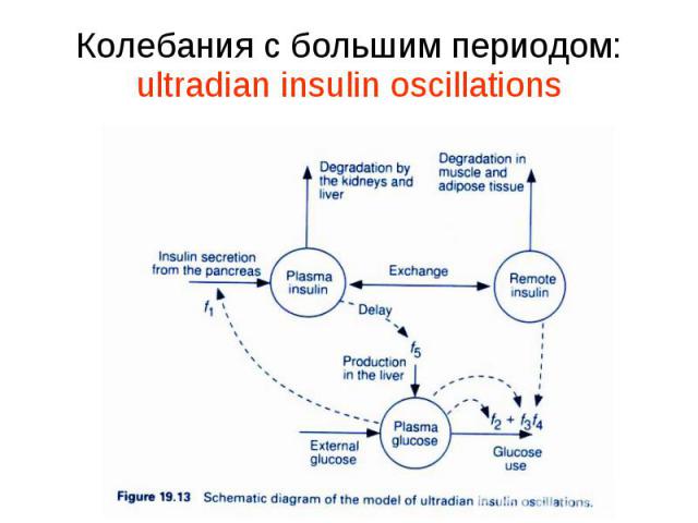 Колебания с большим периодом: ultradian insulin oscillations