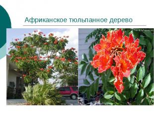 Африканское тюльпанное дерево