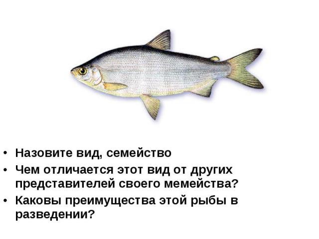 Назовите вид, семейство Чем отличается этот вид от других представителей своего мемейства? Каковы преимущества этой рыбы в разведении?