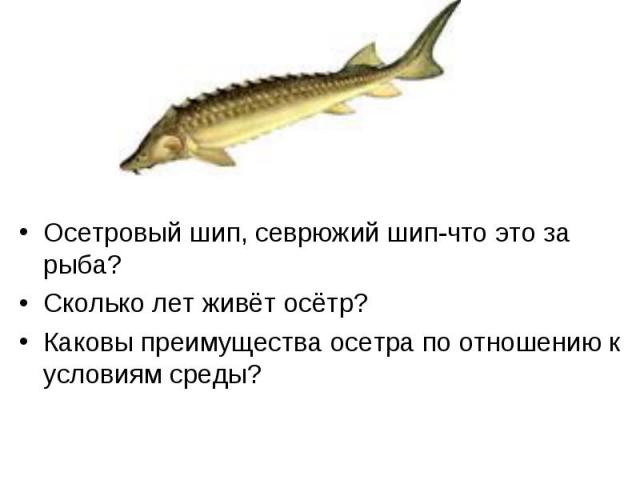 Осетровый шип, севрюжий шип-что это за рыба? Сколько лет живёт осётр? Каковы преимущества осетра по отношению к условиям среды?
