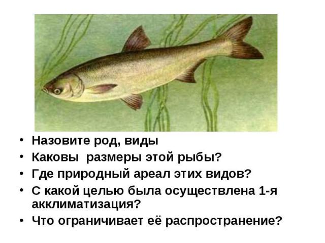 Назовите род, виды Каковы размеры этой рыбы? Где природный ареал этих видов? С какой целью была осуществлена 1-я акклиматизация? Что ограничивает её распространение?