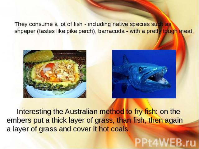 They consume a lot of fish - including native species such as shpeper (tastes like pike perch), barracuda - with a pretty tough meat. Interesting the Australian method to fry fish: on the embers put a thick layer of grass, than fish, then again a la…