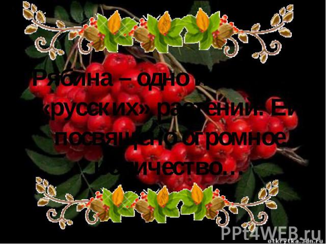 Рябина – одно из самых «русских» растений. Ей посвящено огромное количество…