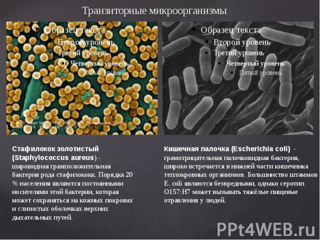 Транзиторные микроорганизмы