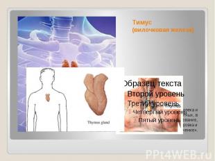 Тимус (вилочковая железа) орган лимфопоэза человека и многих видов животных, в к