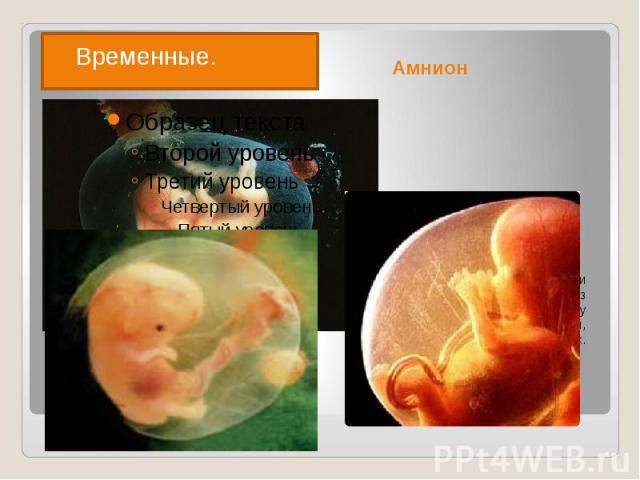 Амнион Амниотический мешок или Водная оболочка — одна из зародышевых оболочек у эмбрионов пресмыкающихся, птиц, млекопитающих.