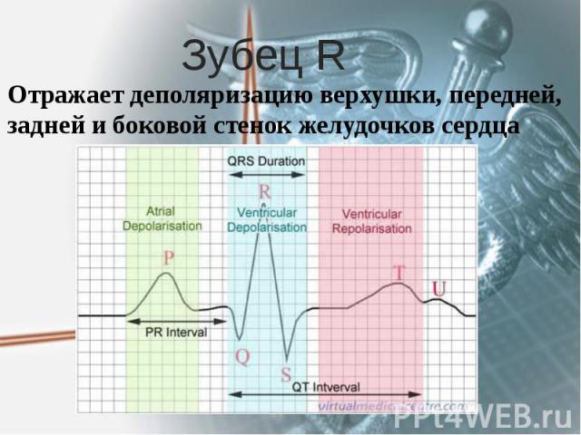 Зубец R Отражает деполяризацию верхушки, передней, задней и боковой стенок желудочков сердца 