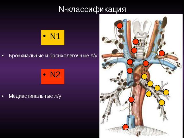 N-классификация N1