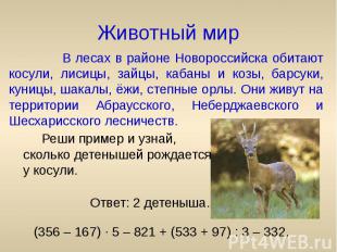 Животный мир В лесах в районе Новороссийска обитают косули, лисицы, зайцы, кабан