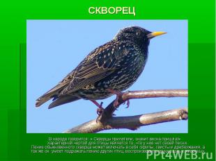 СКВОРЕЦ В народе говорится: « Скворцы прилетели, значит весна пришла!» Характерн