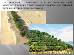 - лесоразведение – насаждение на песках лесов, при этом используется кулисное (п