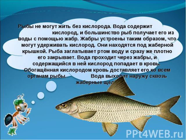 Рыбы не могут жить без кислорода. Вода содержит кислород, и большинство рыб получает его из воды с помощью жабр. Жабры устроены таким образом, что могут удерживать кислород. Они находятся под жаберной крышкой. Рыба заглатывает ртом воду и сразу же п…