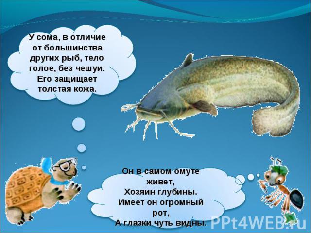 У сома, в отличие от большинства других рыб, тело голое, без чешуи. Его защищает толстая кожа.Он в самом омуте живет,Хозяин глубины.Имеет он огромный рот,А глазки чуть видны.
