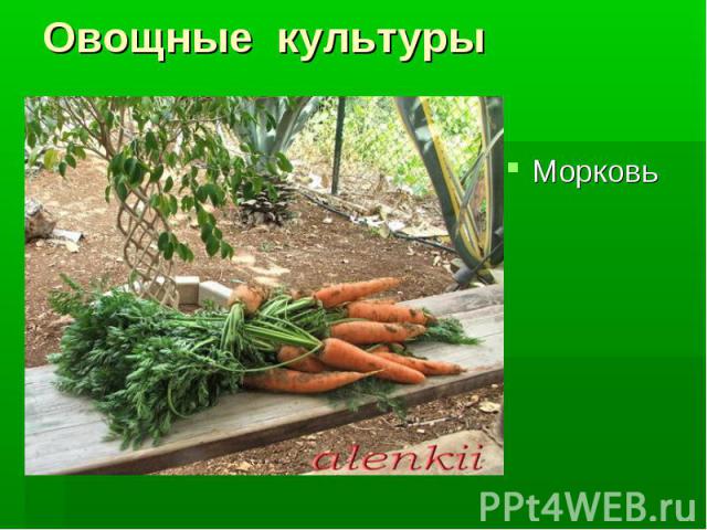 Овощные культурыМорковь