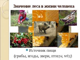 Значение леса в жизни человека Источник пищи (грибы, ягоды, звери, птицы, мёд)