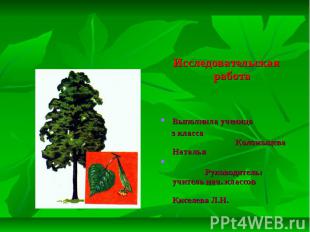 Липа - чудо дерево Исследовательская работа Выполнила ученица з класса Коломыцев