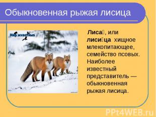 Обыкновенная рыжая лисица Лиса, или лисица  хищное млекопитающее, семейство псов